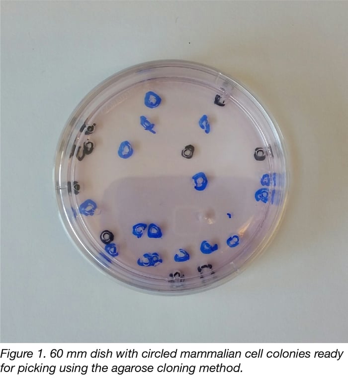 Cloning Mammalian Cells with the Agarose Method